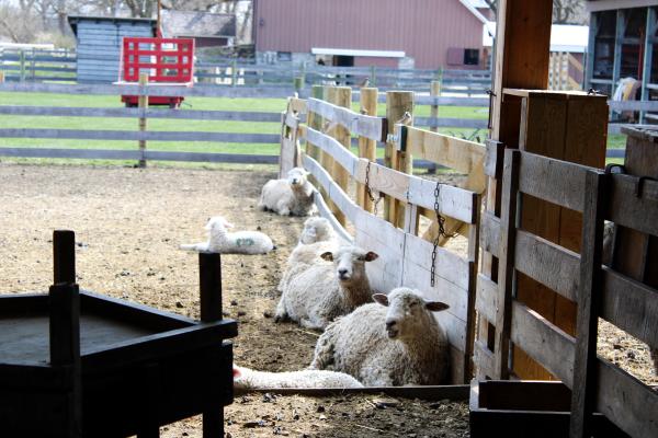 A group of sheep lounges together in an enclosure at Kline Creek Farm, resting peacefully in a pastoral farm setting.