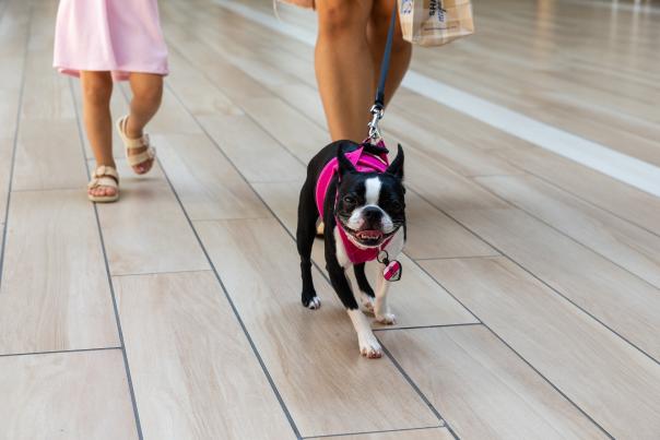 Yorktown - Pet Friendly