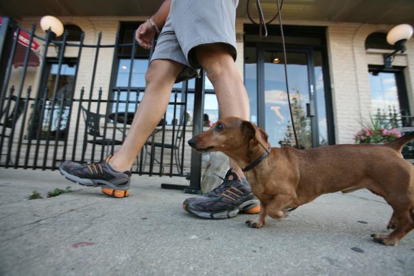 Elmhurst Dachsund