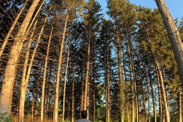 Morton Arb Trails