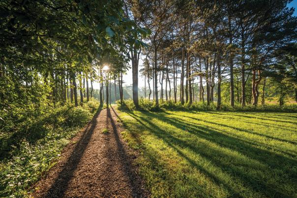 The Morton Arboretum