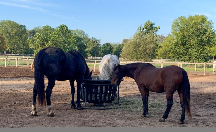 Horses drink from a water bowl inside a fenced enclosure at Danada Forest Preserve, enjoying a quiet moment in their stable environment.