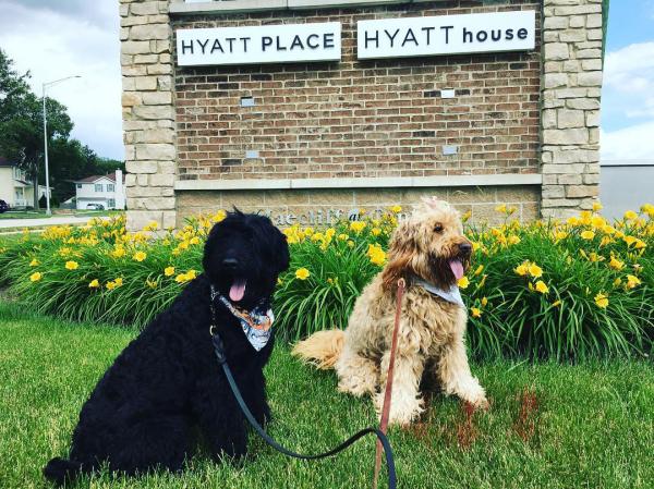 Two dogs sitting infront of Hyatt place - hyatt house.