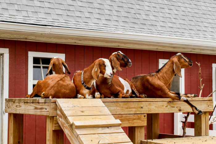 A herd of goats lounges together in their enclosure at Cosley Zoo, with the goats perched on wooden structures.