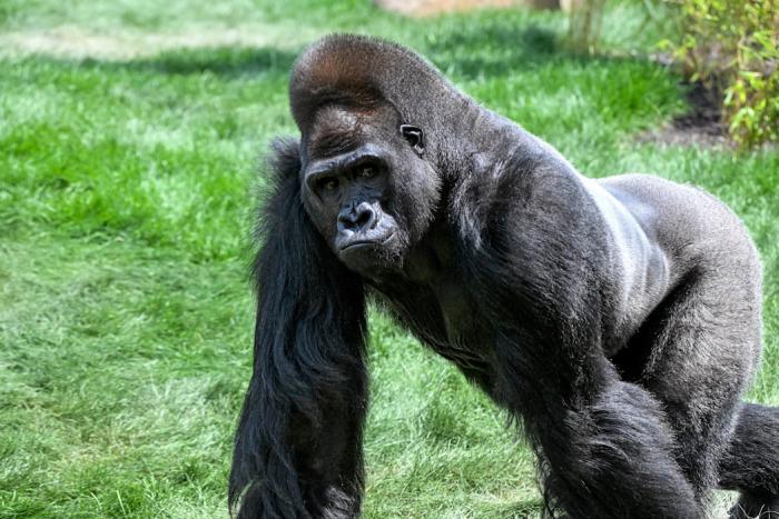 A Western lowland gorilla walks in its enclosure at the Bramsen Tropical Forest exhibit at Brookfield Zoo Chicago, surrounded by naturalistic habitat features.