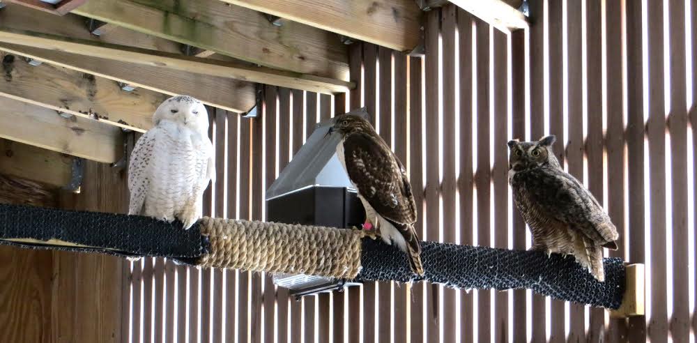 birds sitting on perch in enclosed area