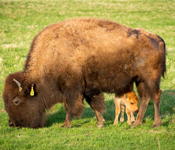 A mother bison and her calf graze on grass inside an enclosure in Fermilab’s natural areas, enjoying a peaceful moment in a prairie-like habitat.