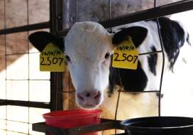 South Mountain Creamery