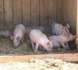 Gaver Farm