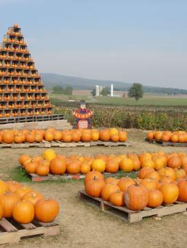 Catoctin Mountain Orchard
