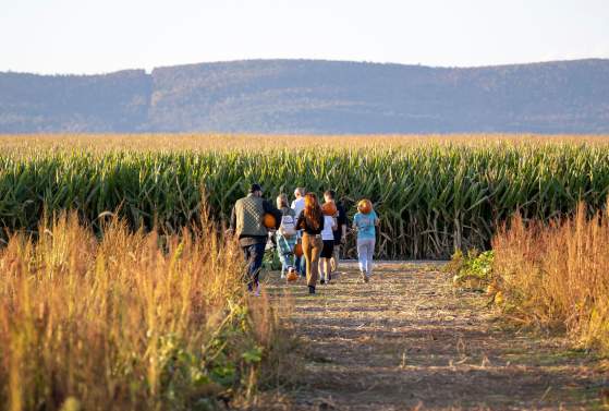 Fall Festival at Magnolia Meadow Farms