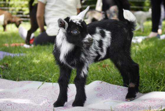 Unwind Time at the Farm: Goat Yoga