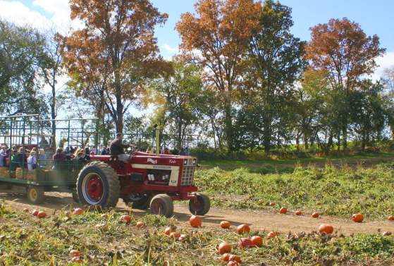 Jumbo's Pumpkin Patch Farm Festival