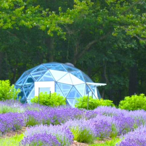 Sip, Shop & Wander - Pick Your Own Lavender