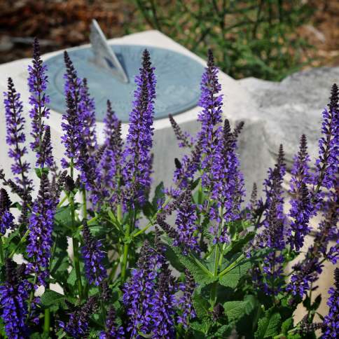 Beyond the Garden Gates Garden Tour