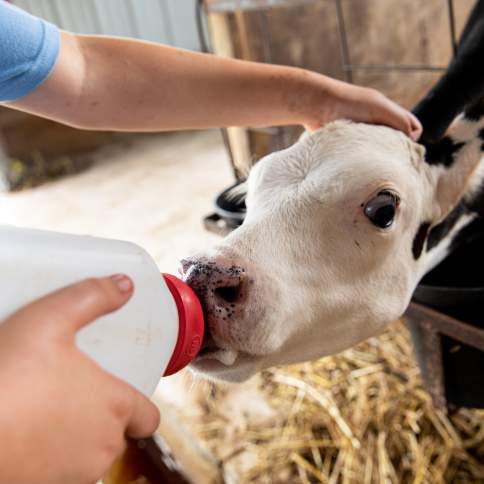 Calf Feeding at South Mountain Creamery