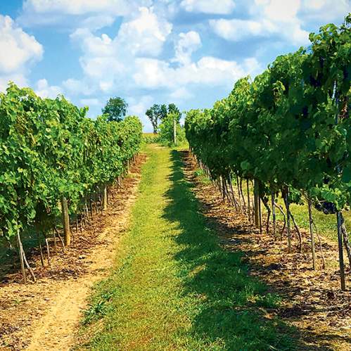 Loew Vineyards