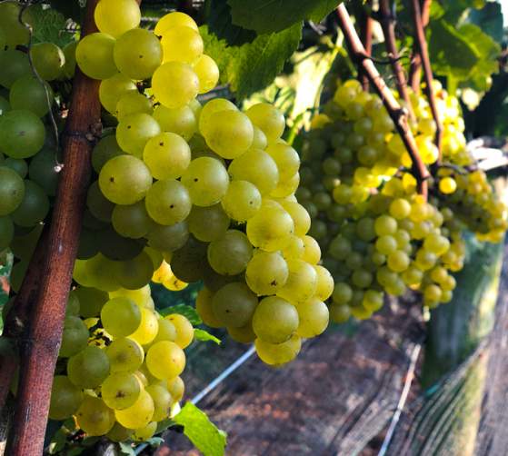 Linganore Winecellars