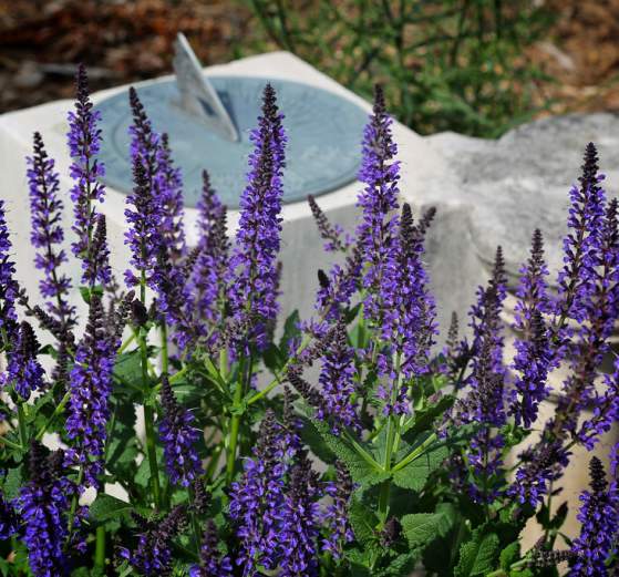 Beyond the Garden Gates Garden Tour