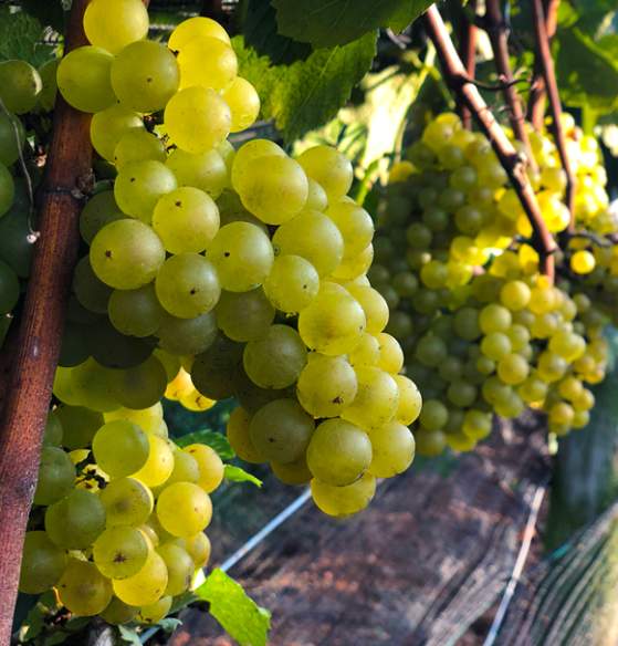 Linganore Winecellars