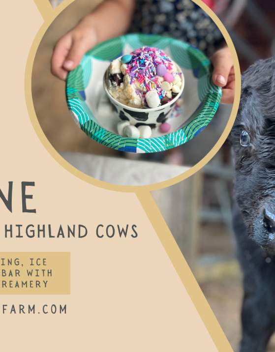 Cow-To-Cone: Ice cream with Highland Cows