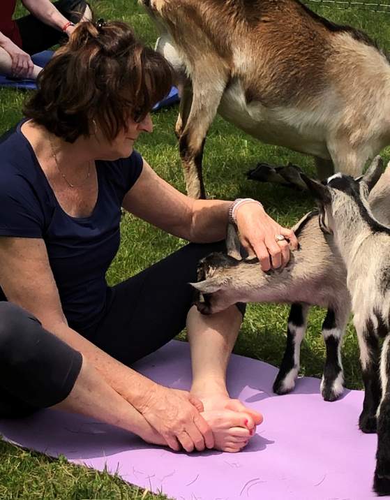 Goat Yoga at Rocky Point Creamery