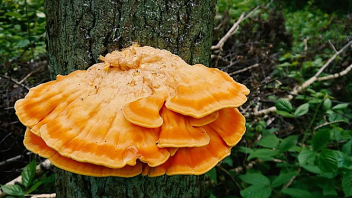 Fall Mushroom Foray with Sam Feld [OFFSITE] | Jefferson, MD