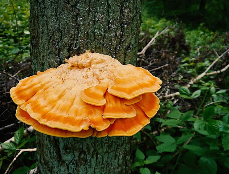 Fall Mushroom Foray with Sam Feld [OFFSITE] | Jefferson, MD