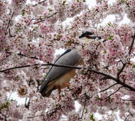 Birding Around In Frederick County Maryland