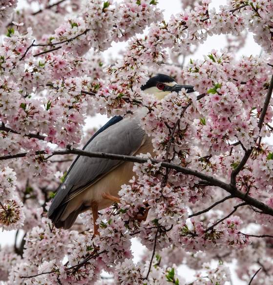 Beyond the City - Birding for Beginners in Frederick