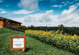 Sunflower field outside of the Orchid Cellar Meadery & Winery