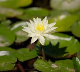 Color on the Creek - Frederick, MD is home to the world's largest free public water garden