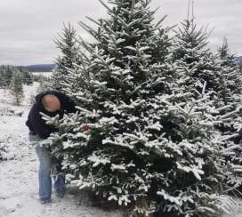 Christmas Tree Shopping is a Holiday Experience in Frederick, Maryland