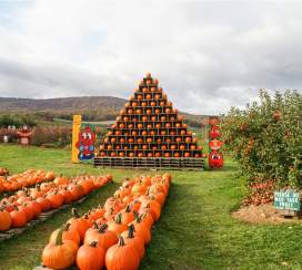 Pumpkins