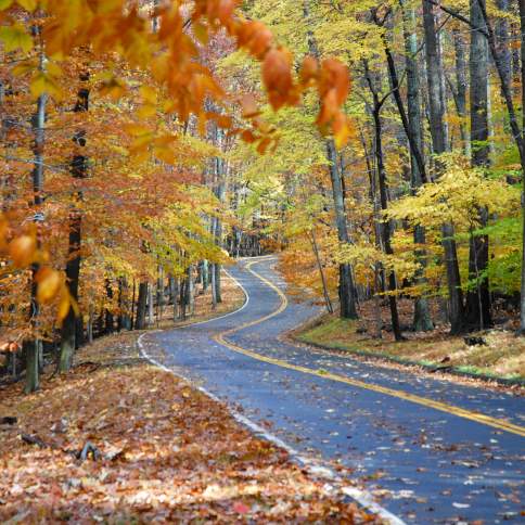Fall Color Roads