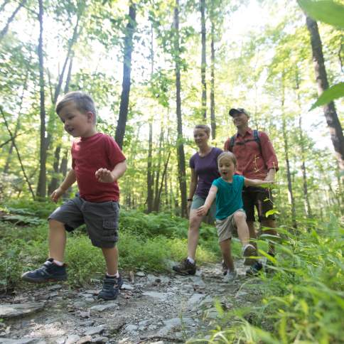 A family enjoys a nature hike, surrounded by lush green trees and sunlight filtering through the forest canopy.