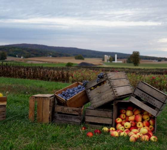 Catoctin Mountain Orchard fruit