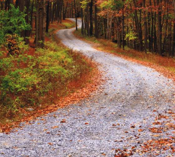 Rustic dirt road in Gambrill State Park