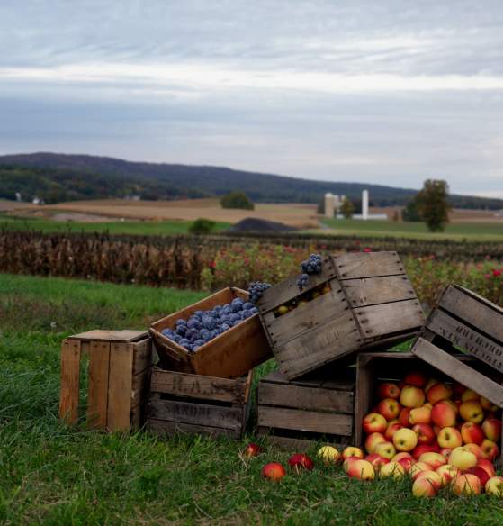 Catoctin Mountain Orchard fruit