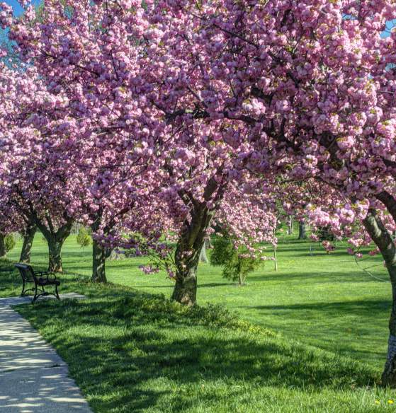 Spring time - Carroll Creek