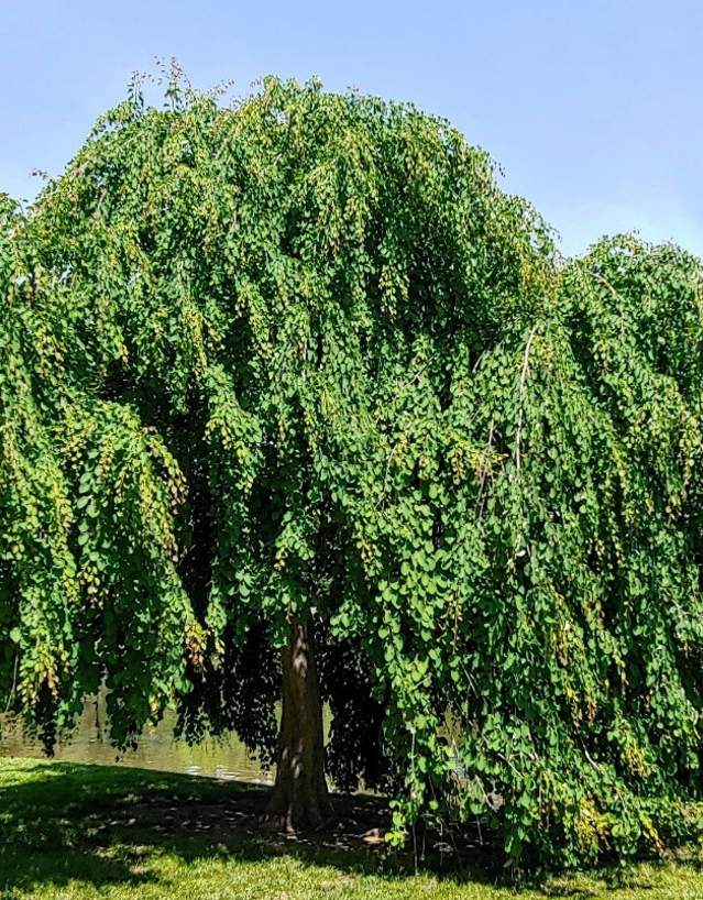 Weeping Katsura