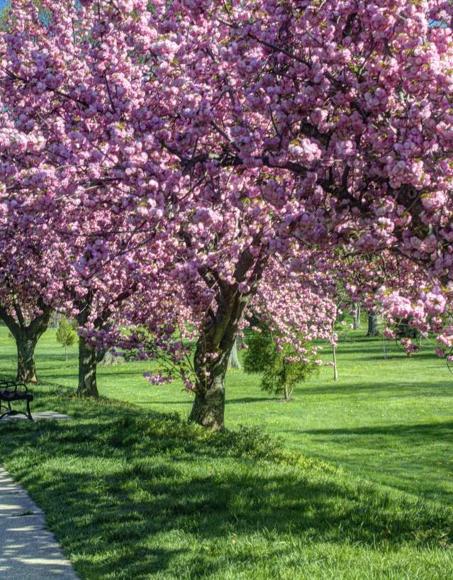 Spring time - Carroll Creek