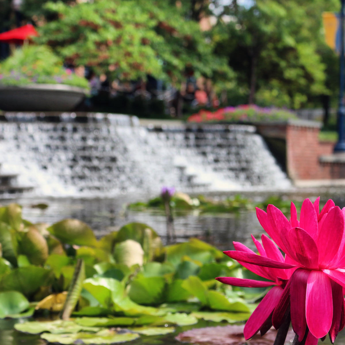 Color on the Creek water flowers in Carroll Creek Park in Frederick, MD