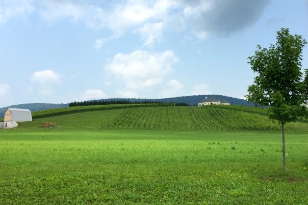 Catoctin Breeze Vineyard
