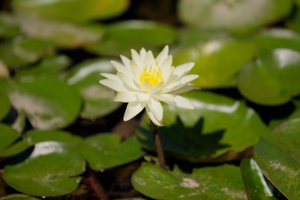 Flower in Carroll Creek Park's water garden