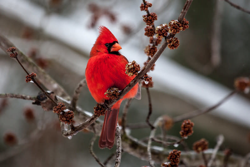 Cardinal