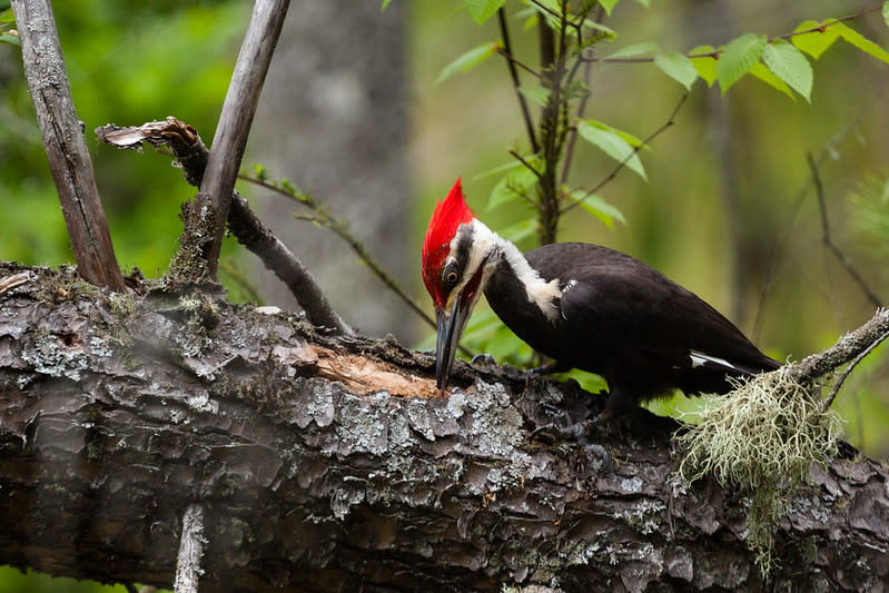 Pileated Woodpecker
