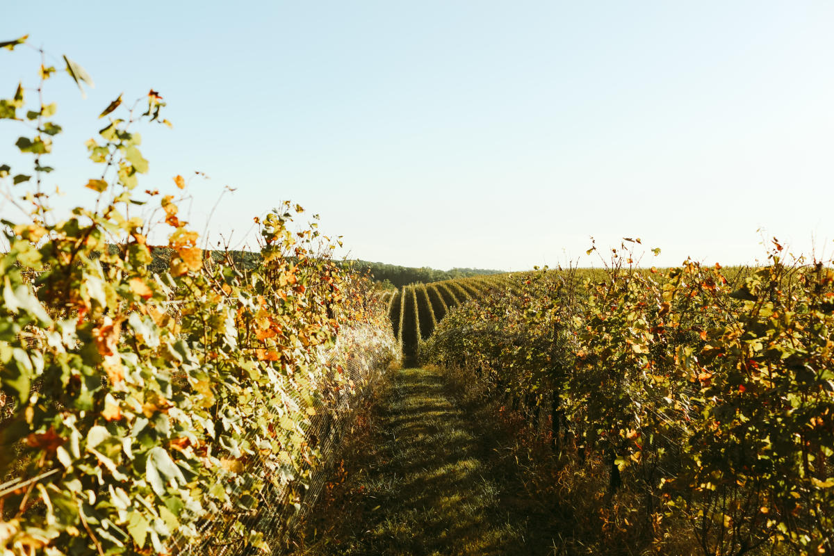 VineRows