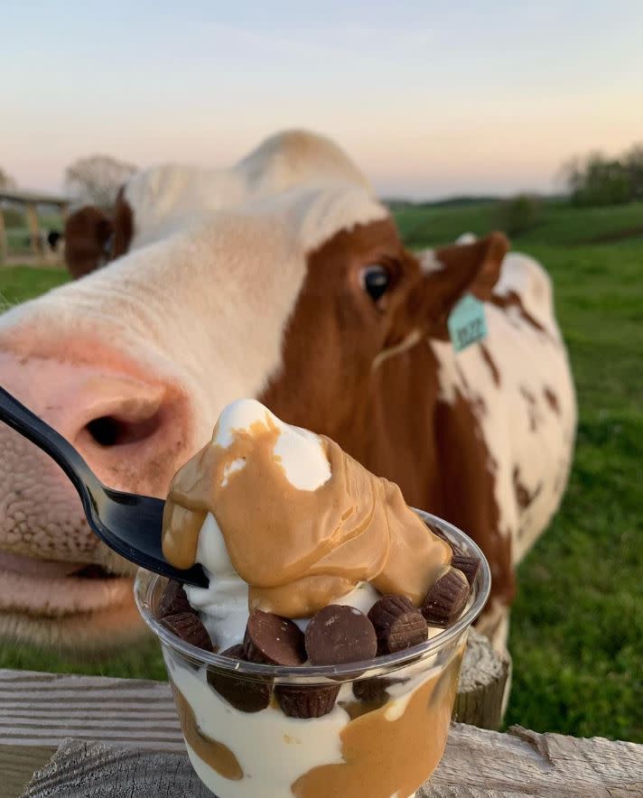 Bowl of ice cream with cow in the background