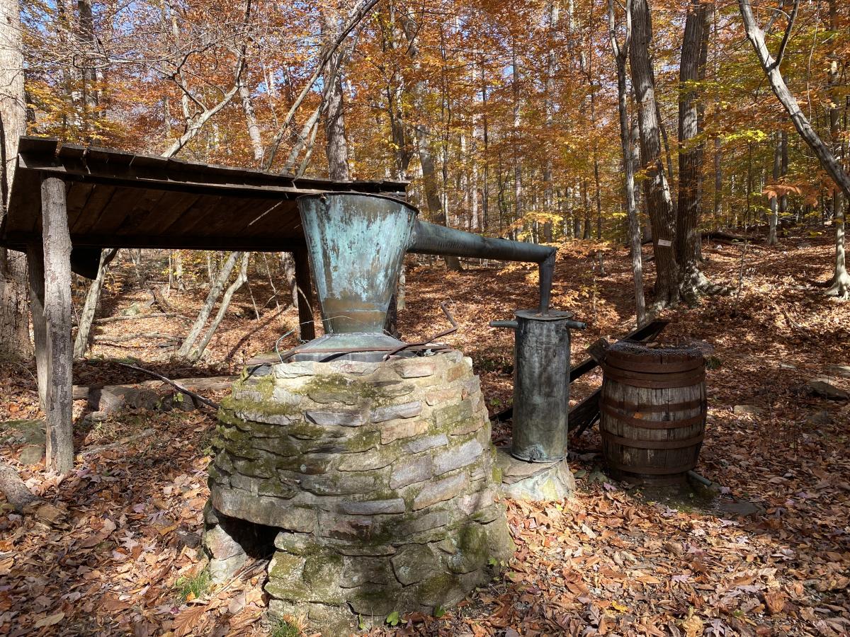 Catoctin Mountain Park - Still